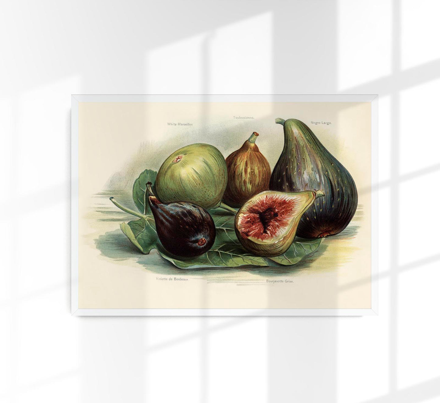 White Marseilles Figs Fruit Poster