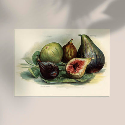 White Marseilles Figs Fruit Poster