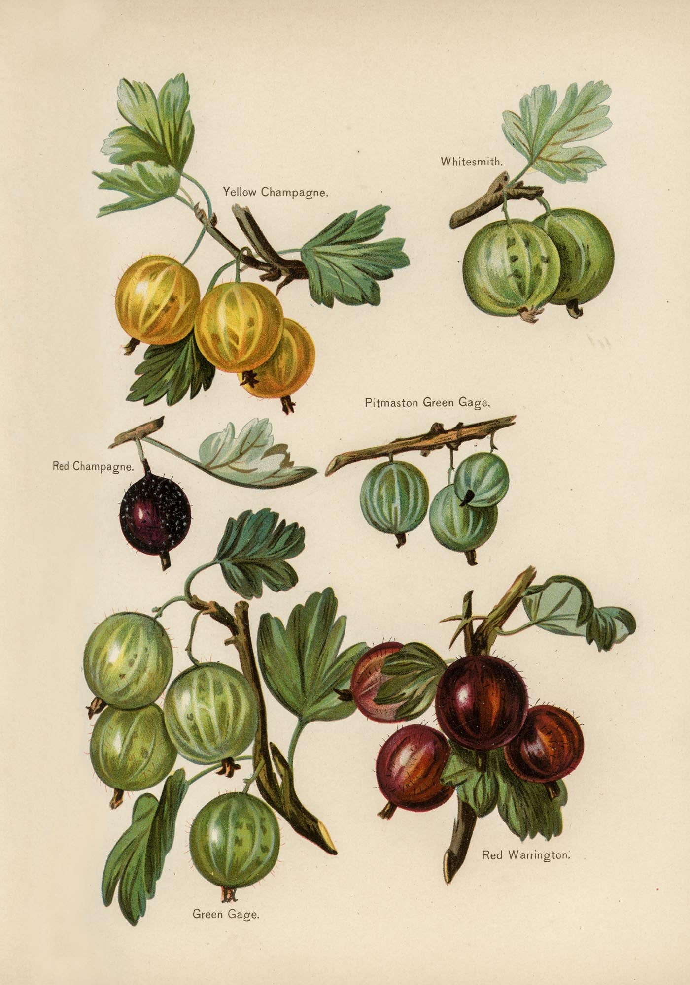 Whitesmith Cherries Fruit Poster