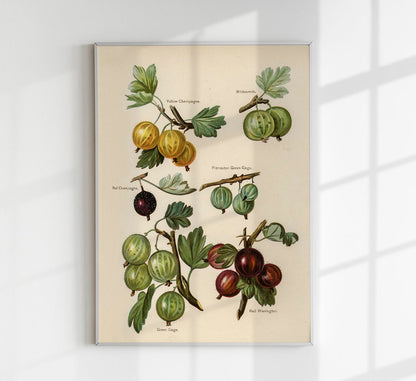 Whitesmith Cherries Fruit Poster