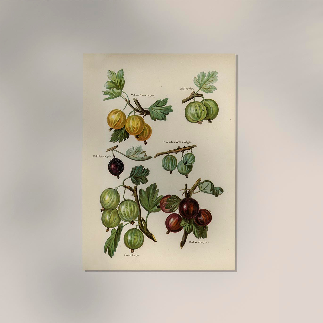 Whitesmith Cherries Fruit Poster