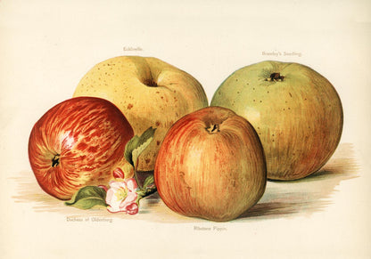 Oldenburg Pippin Apples Fruit Poster