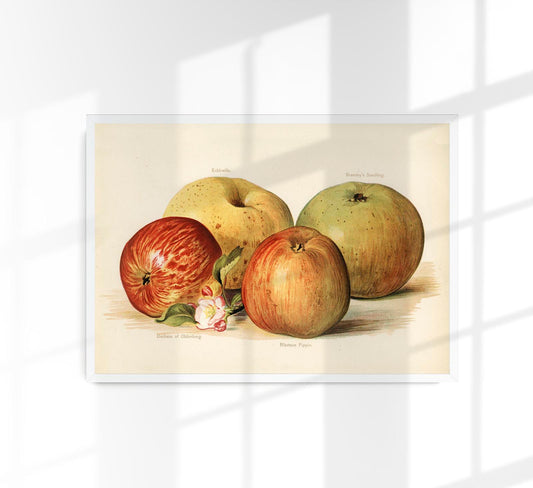 Oldenburg Pippin Apples Fruit Poster