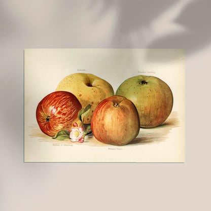 Oldenburg Pippin Apples Fruit Poster