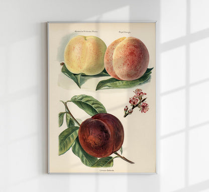 Crimson Galande Peaches Fruit Poster