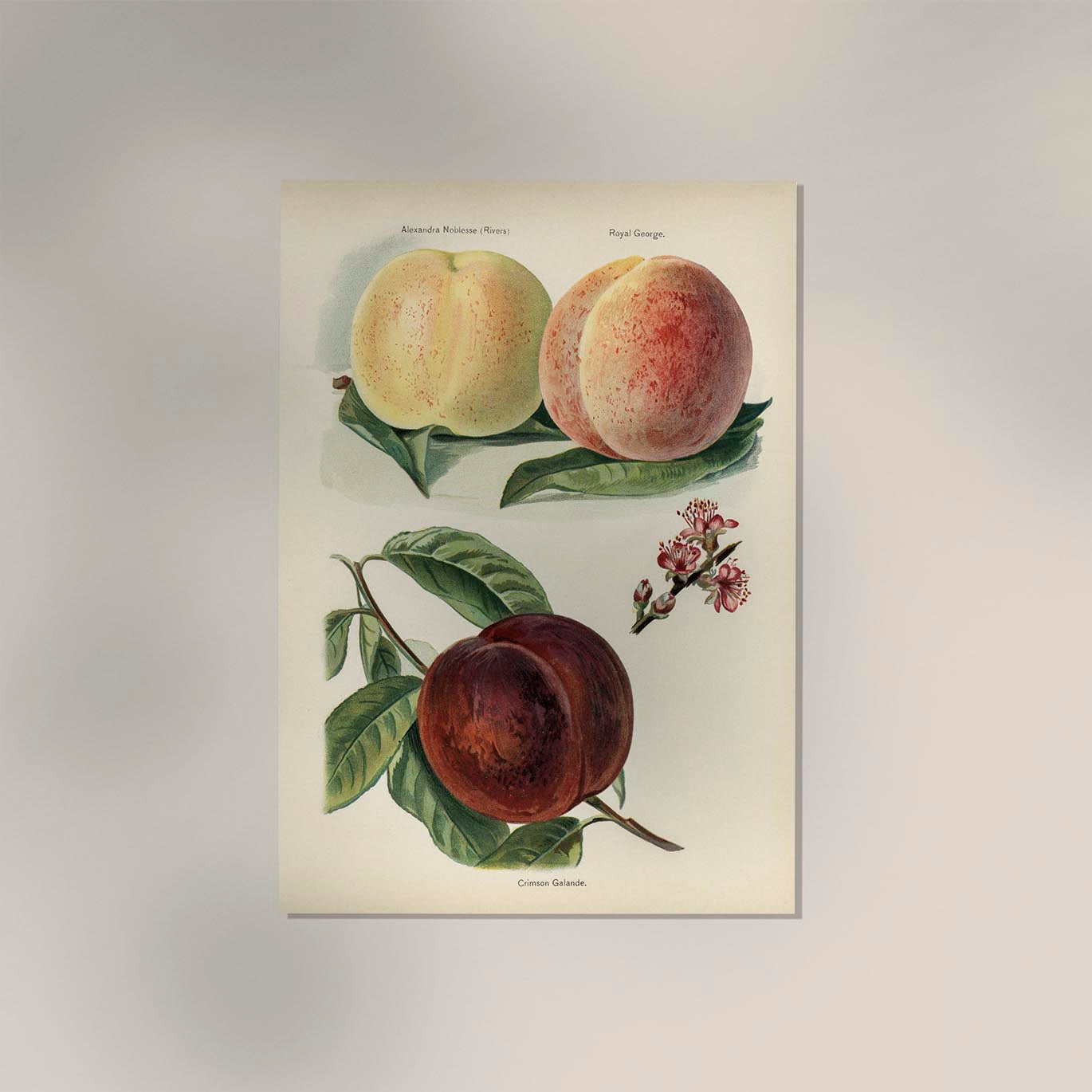 Crimson Galande Peaches Fruit Poster