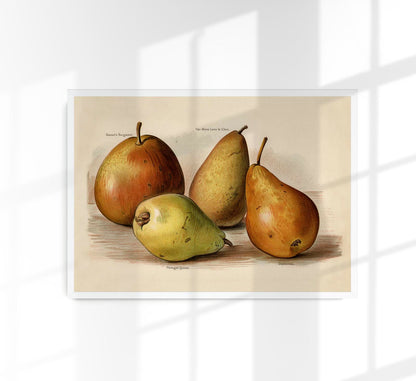 Bergamot Durondeau Peaches Fruit Poster