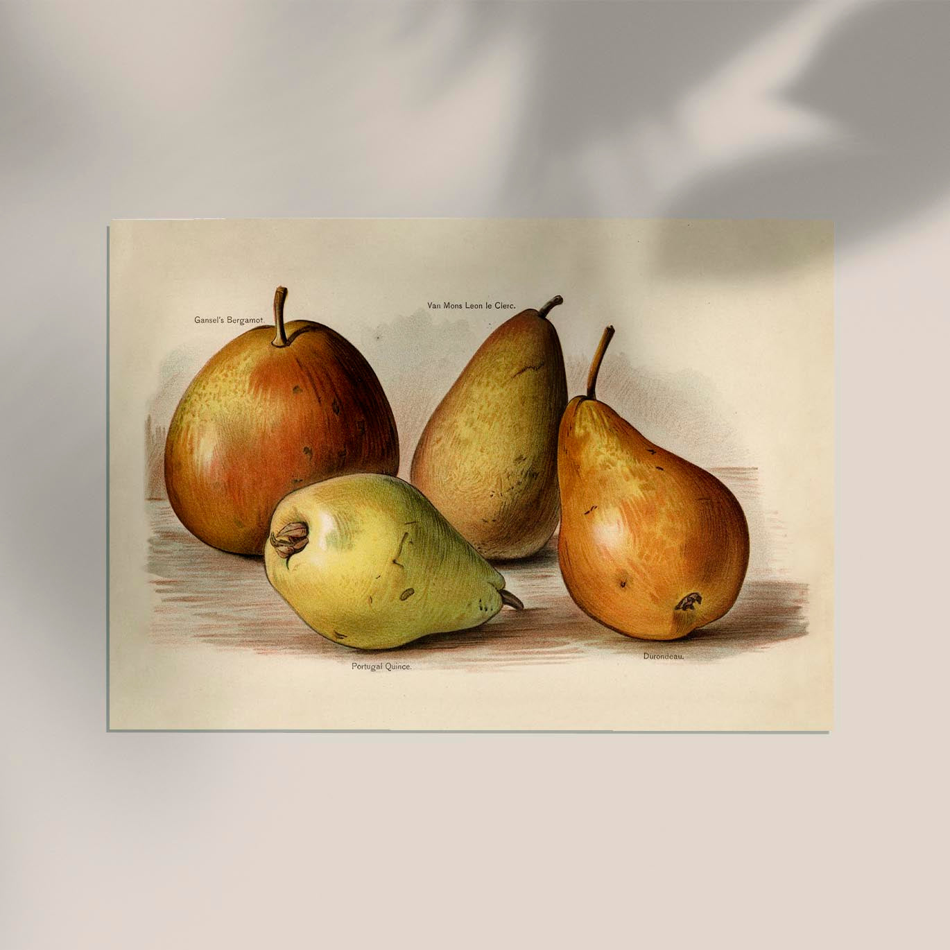 Bergamot Durondeau Peaches Fruit Poster