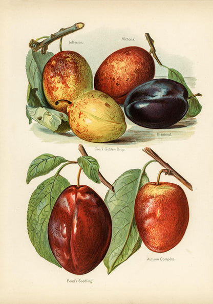 Jefferson Plums Fruit Poster