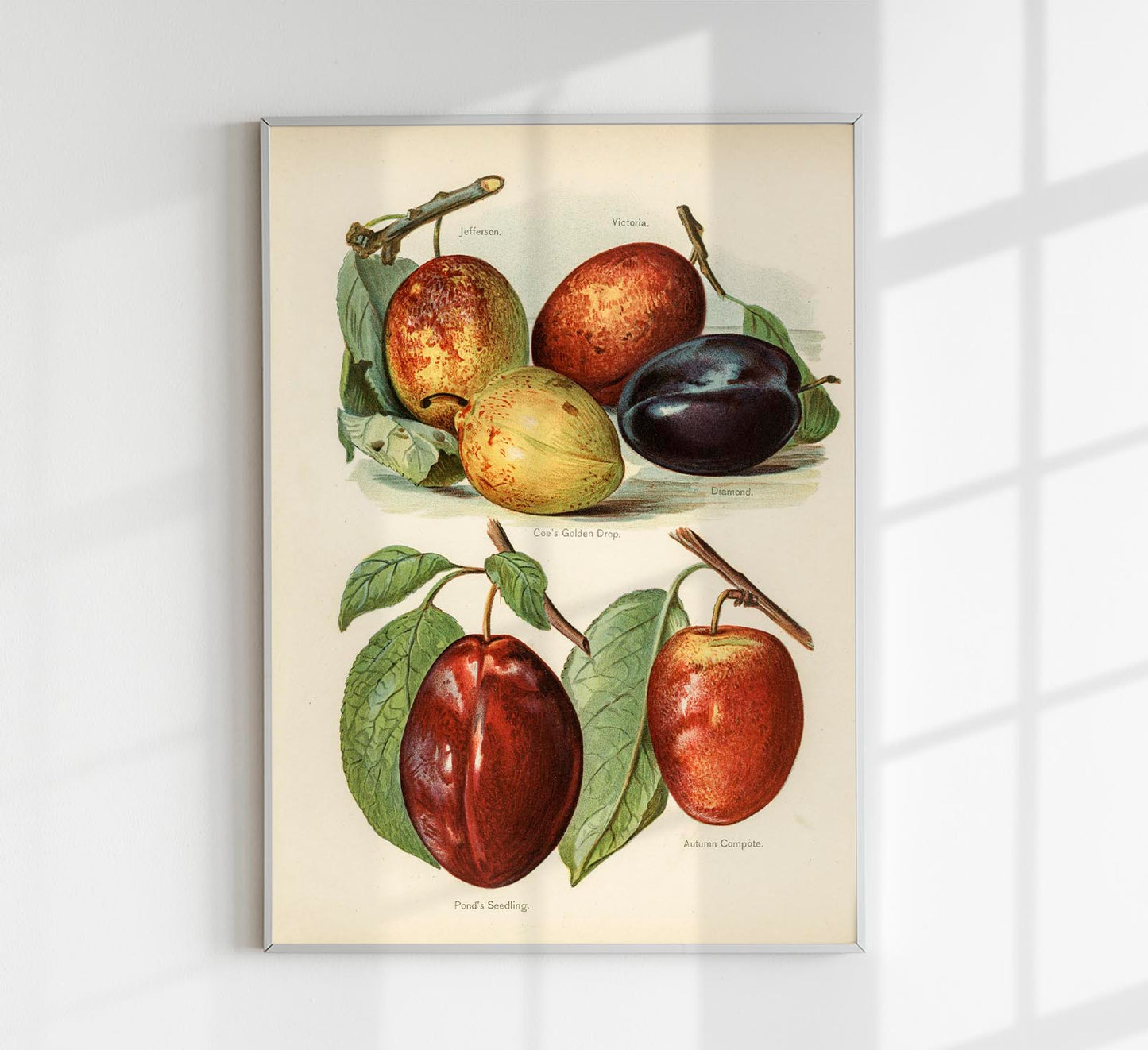 Jefferson Plums Fruit Poster