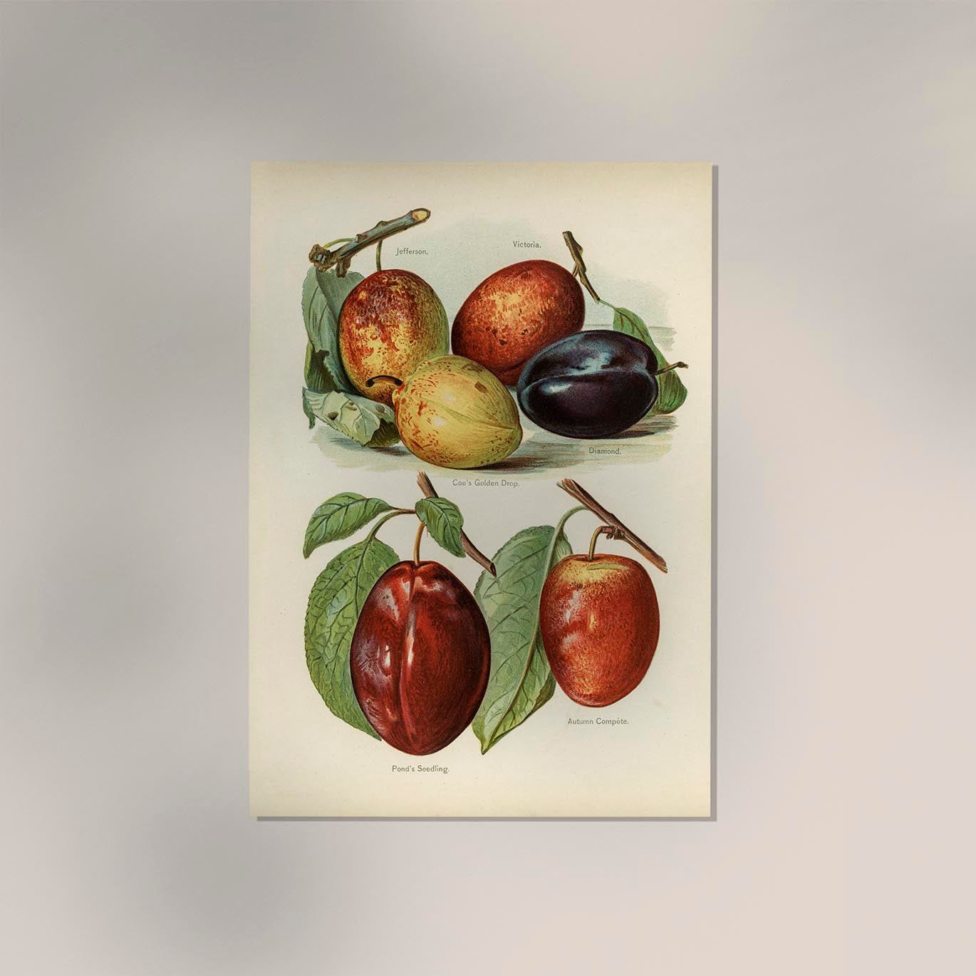 Jefferson Plums Fruit Poster