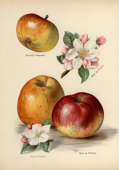 Belle de Pontoise Apples Fruit Poster