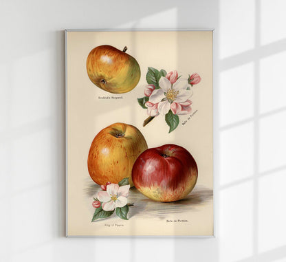 Belle de Pontoise Apples Fruit Poster