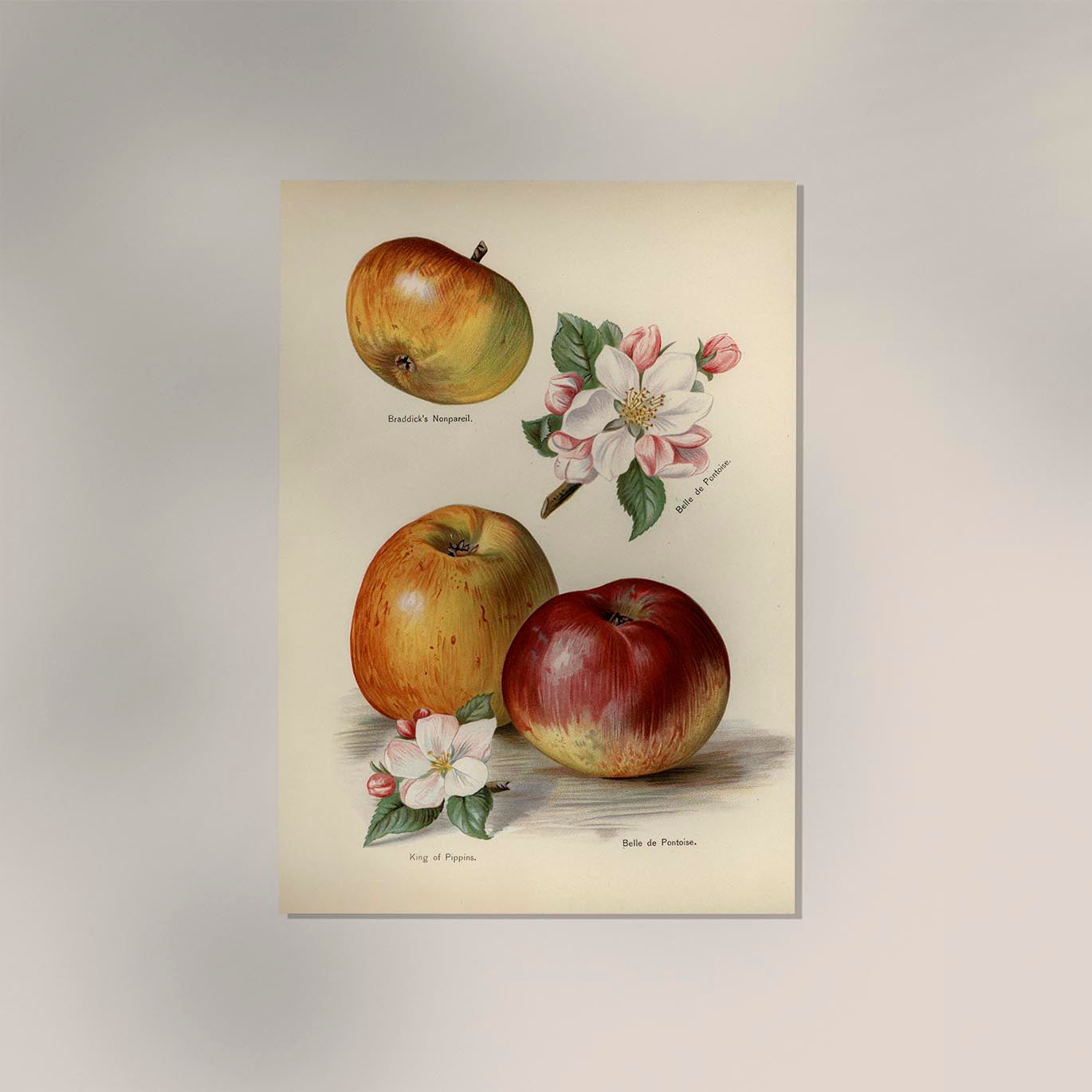 Belle de Pontoise Apples Fruit Poster