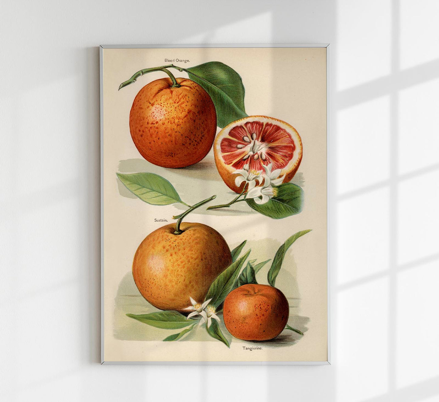 Blood Orange Fruit Poster