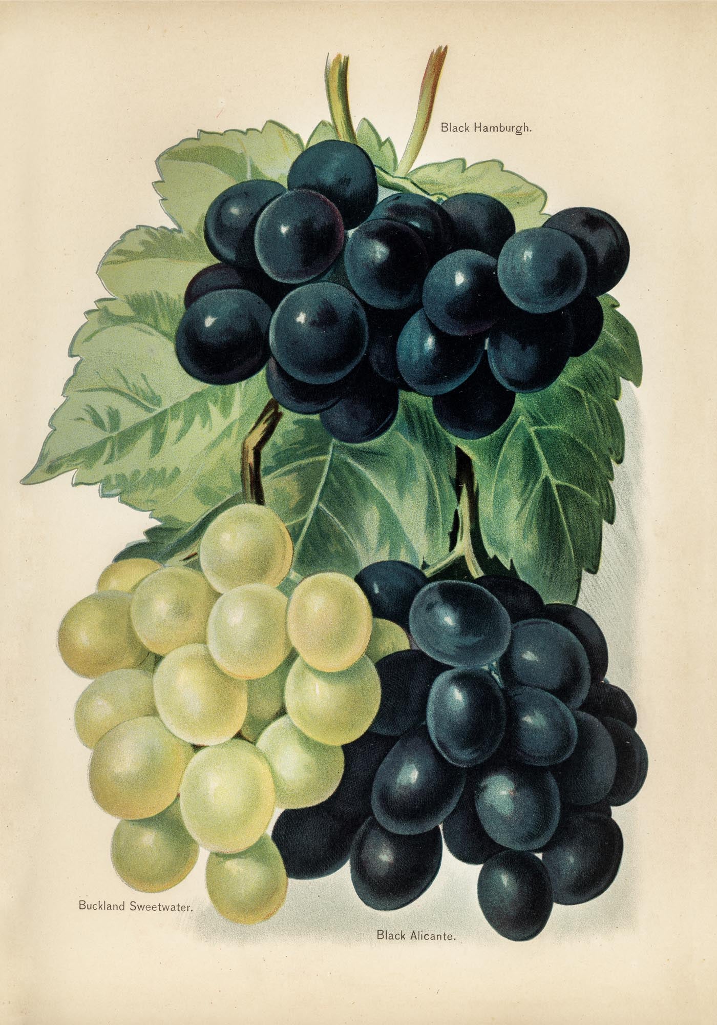 Buckland Sweetwater Grapes Fruit Poster