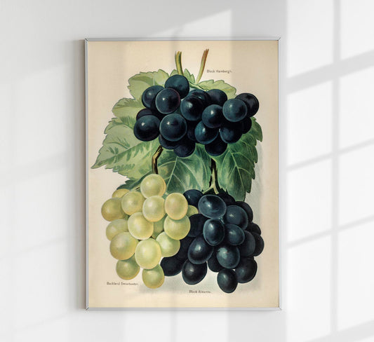 Buckland Sweetwater Grapes Fruit Poster