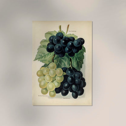 Buckland Sweetwater Grapes Fruit Poster