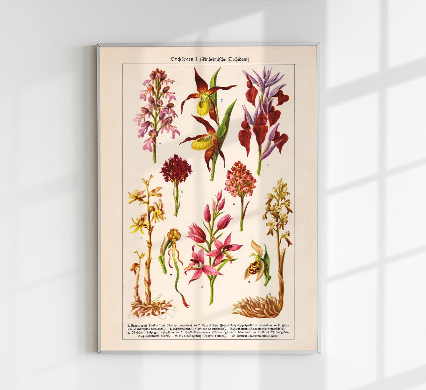 Orchideen Poster