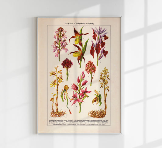Orchideen Poster