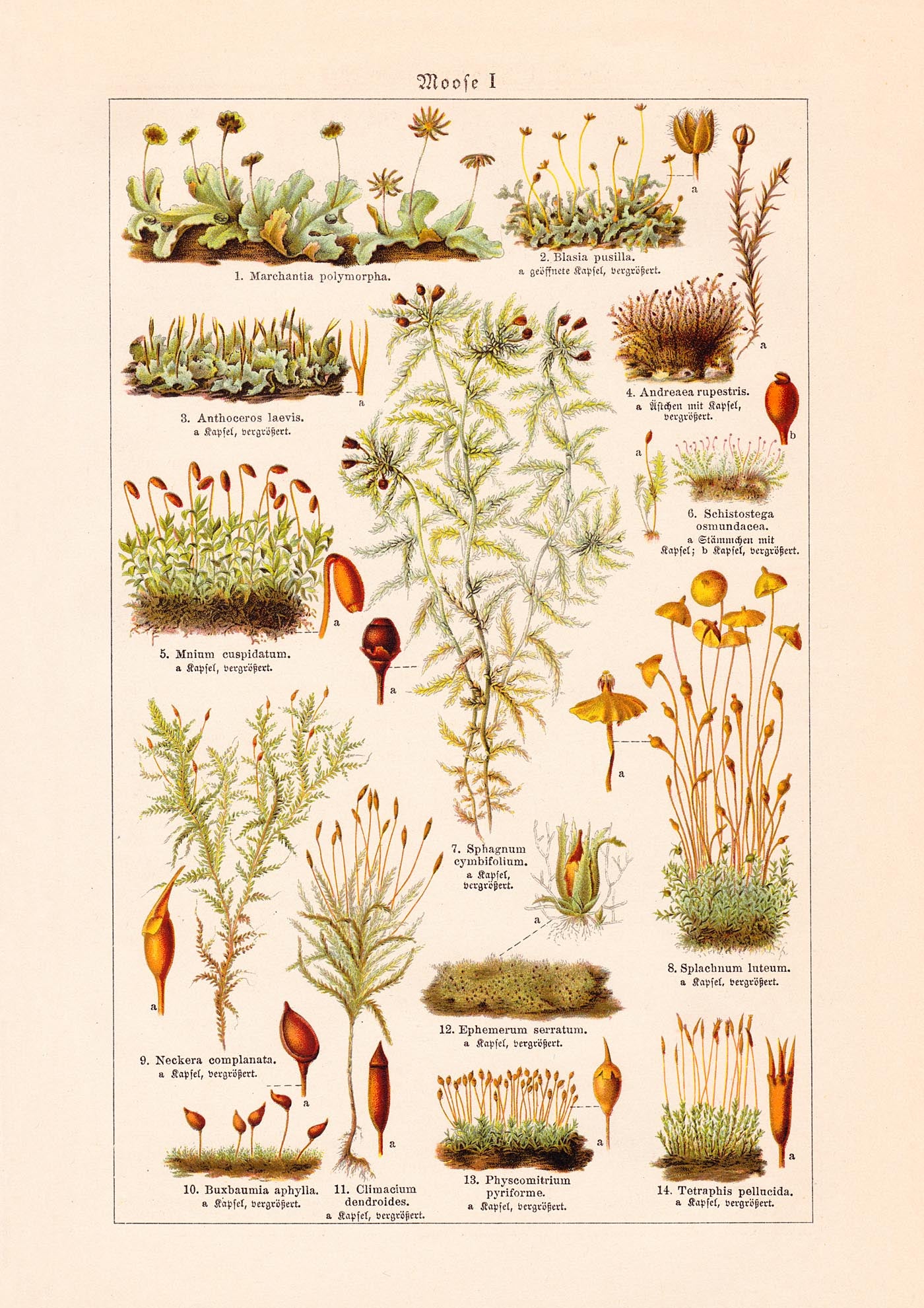 Moss Plants Vintage Chart