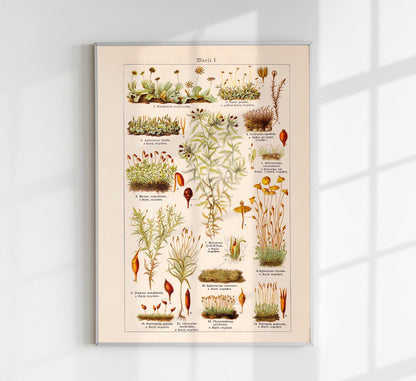 Moss Plants Vintage Chart