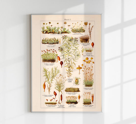 Moss Plants Vintage Chart