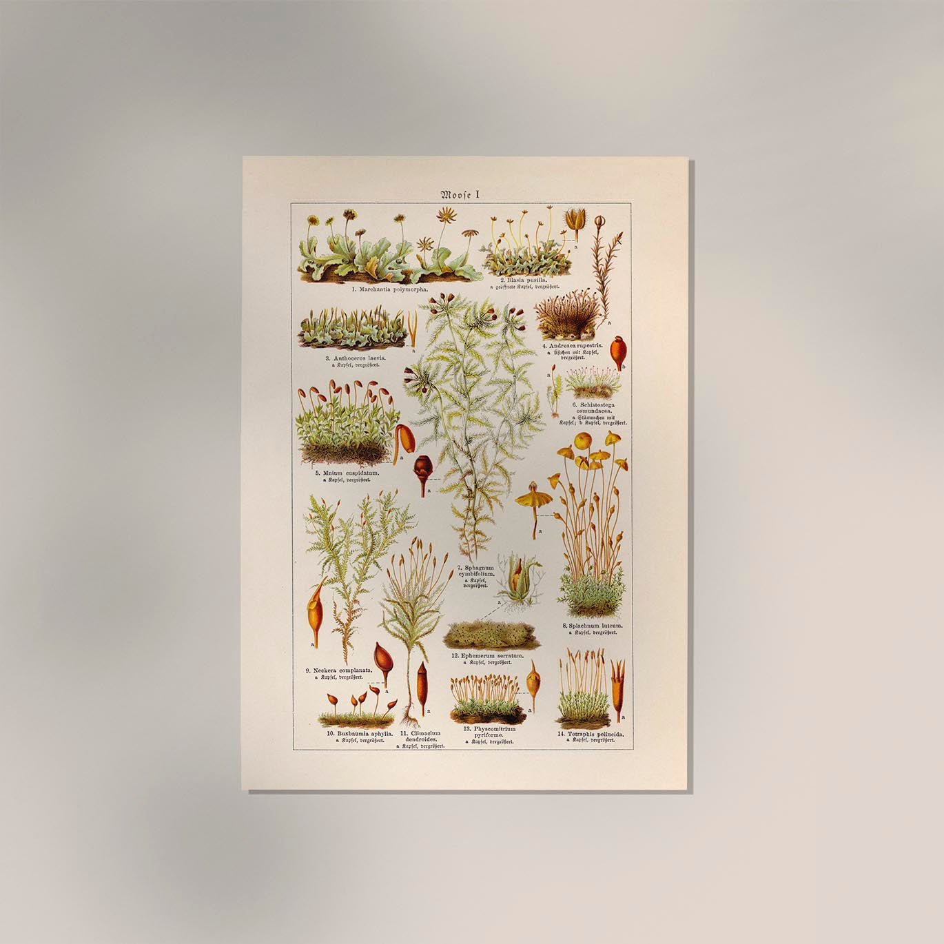 Moss Plants Vintage Chart