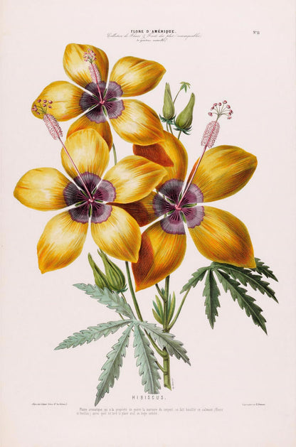 Hibiscus Botanical Poster