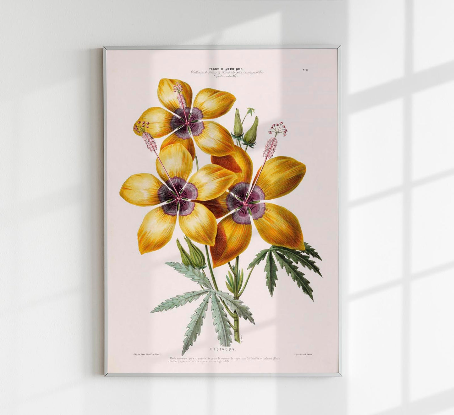 Hibiscus Botanical Poster