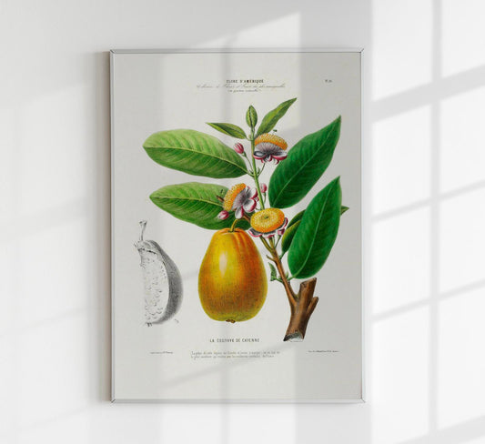 Cayenne Botanical Poster