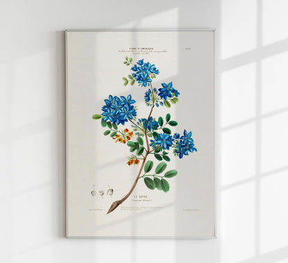 Le Gayac Botanical Poster