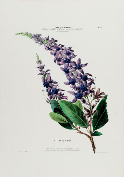 La Fleur De St Jean Botanical Poster