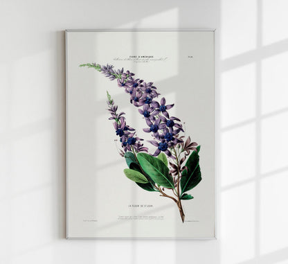 La Fleur De St Jean Botanical Poster