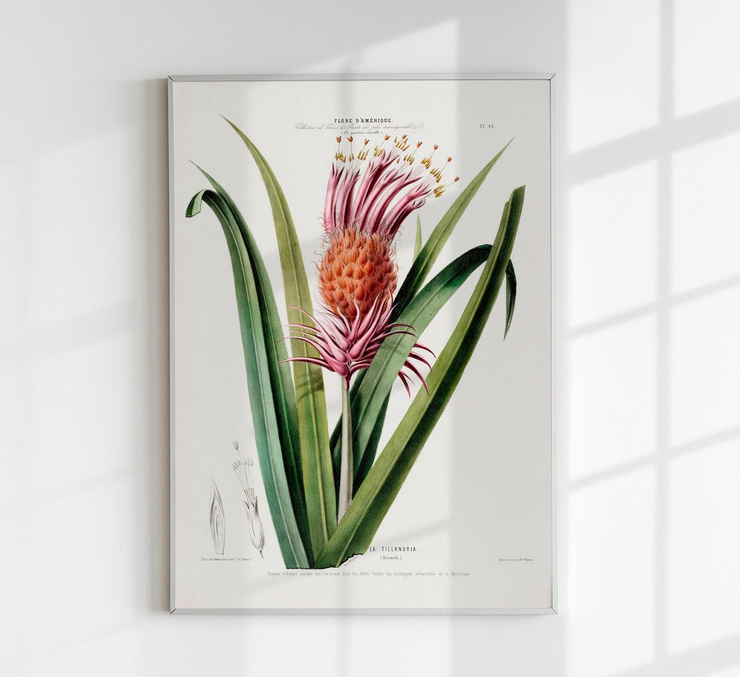 La Tillandria Botanical Poster