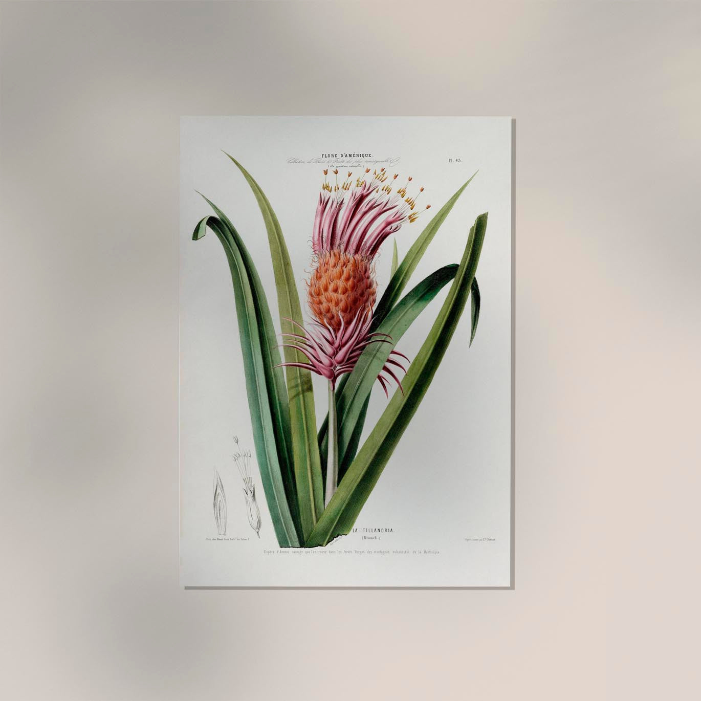 La Tillandria Botanical Poster