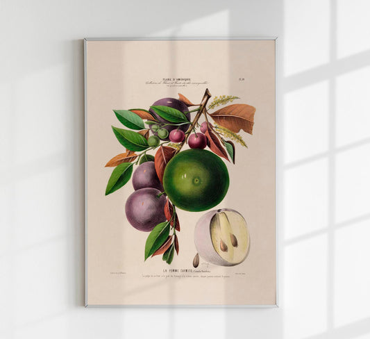 La Pomme Caymite Botanical Poster