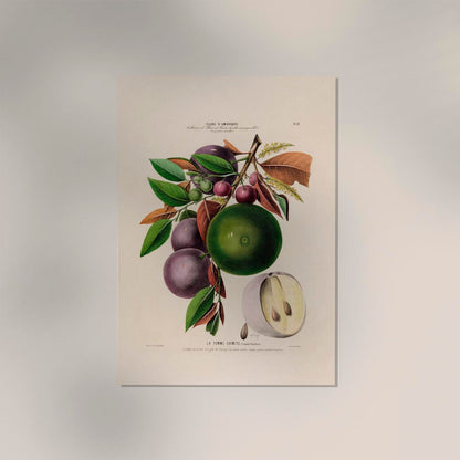 La Pomme Caymite Botanical Poster