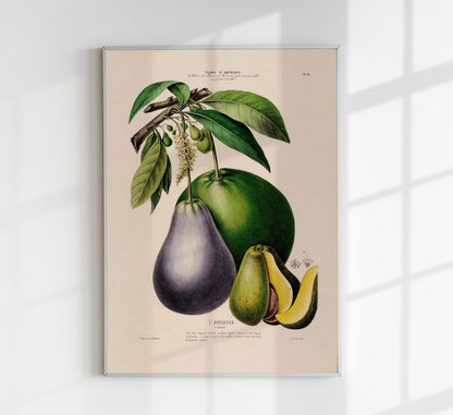 L'Avocatier Botanical Poster