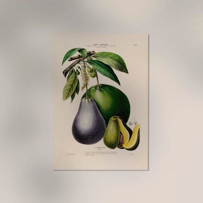 L'Avocatier Botanical Poster