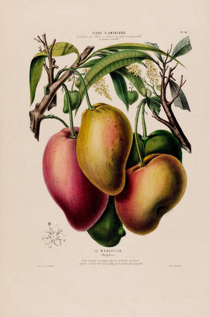 Le Mangotier Botanical Poster