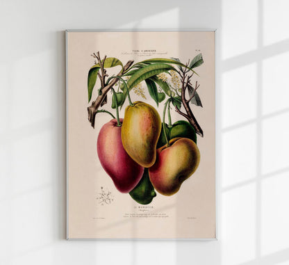 Le Mangotier Botanical Poster