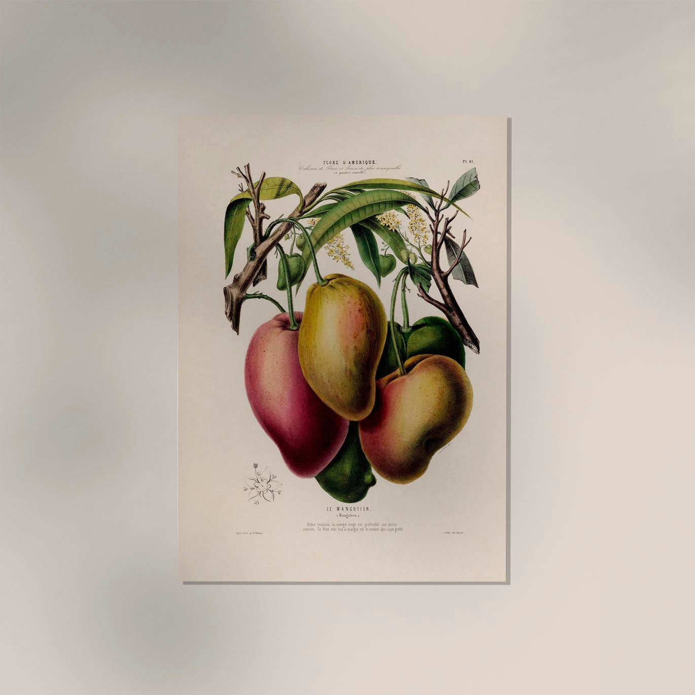 Le Mangotier Botanical Poster