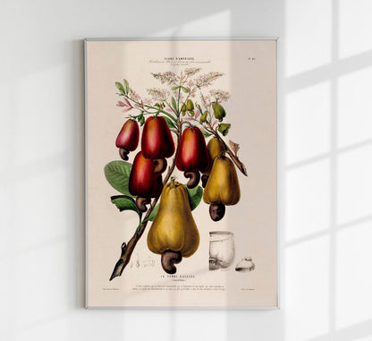 La Pomme Dácajou Botanical Poster