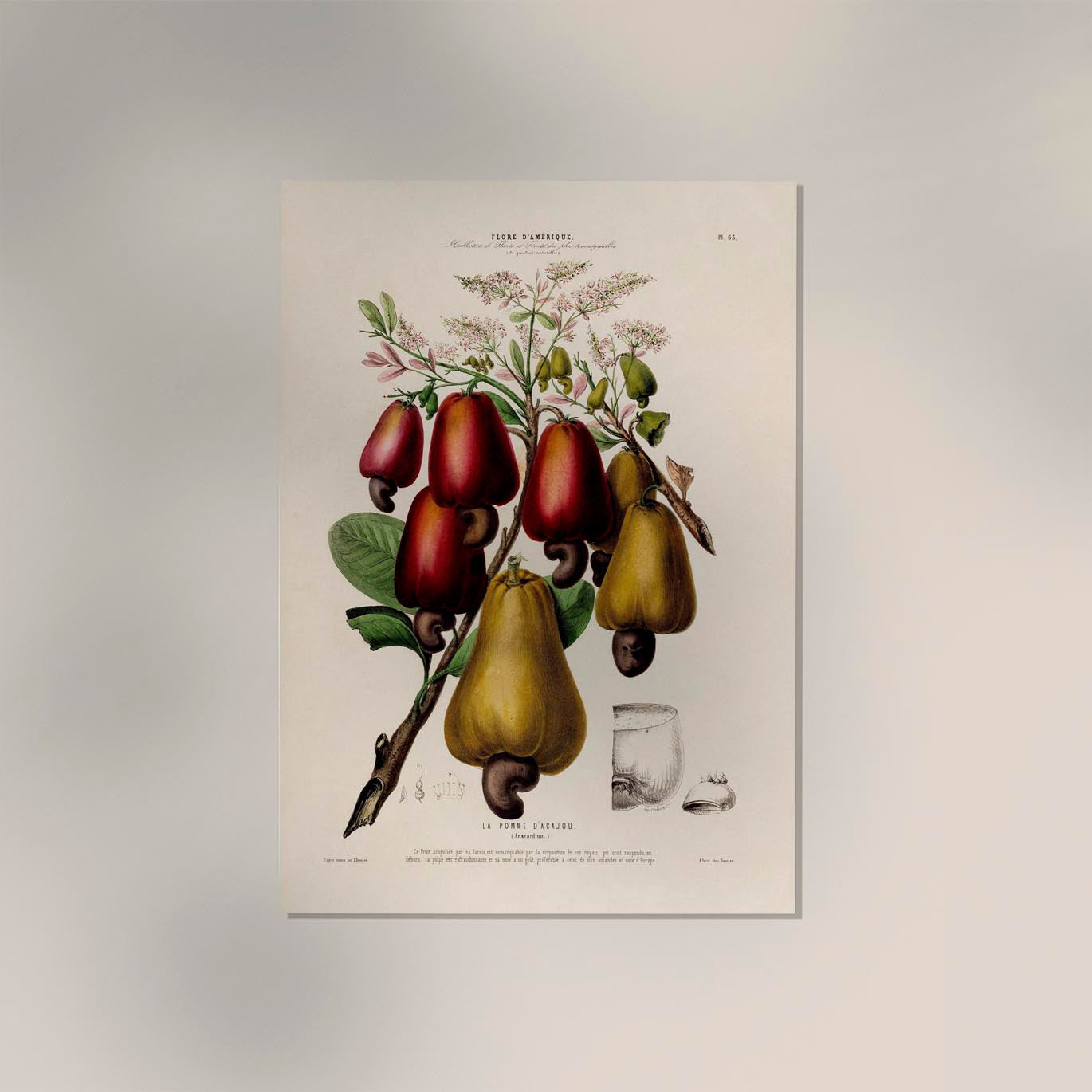 La Pomme Dácajou Botanical Poster