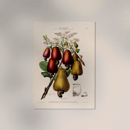 La Pomme Dácajou Botanical Poster