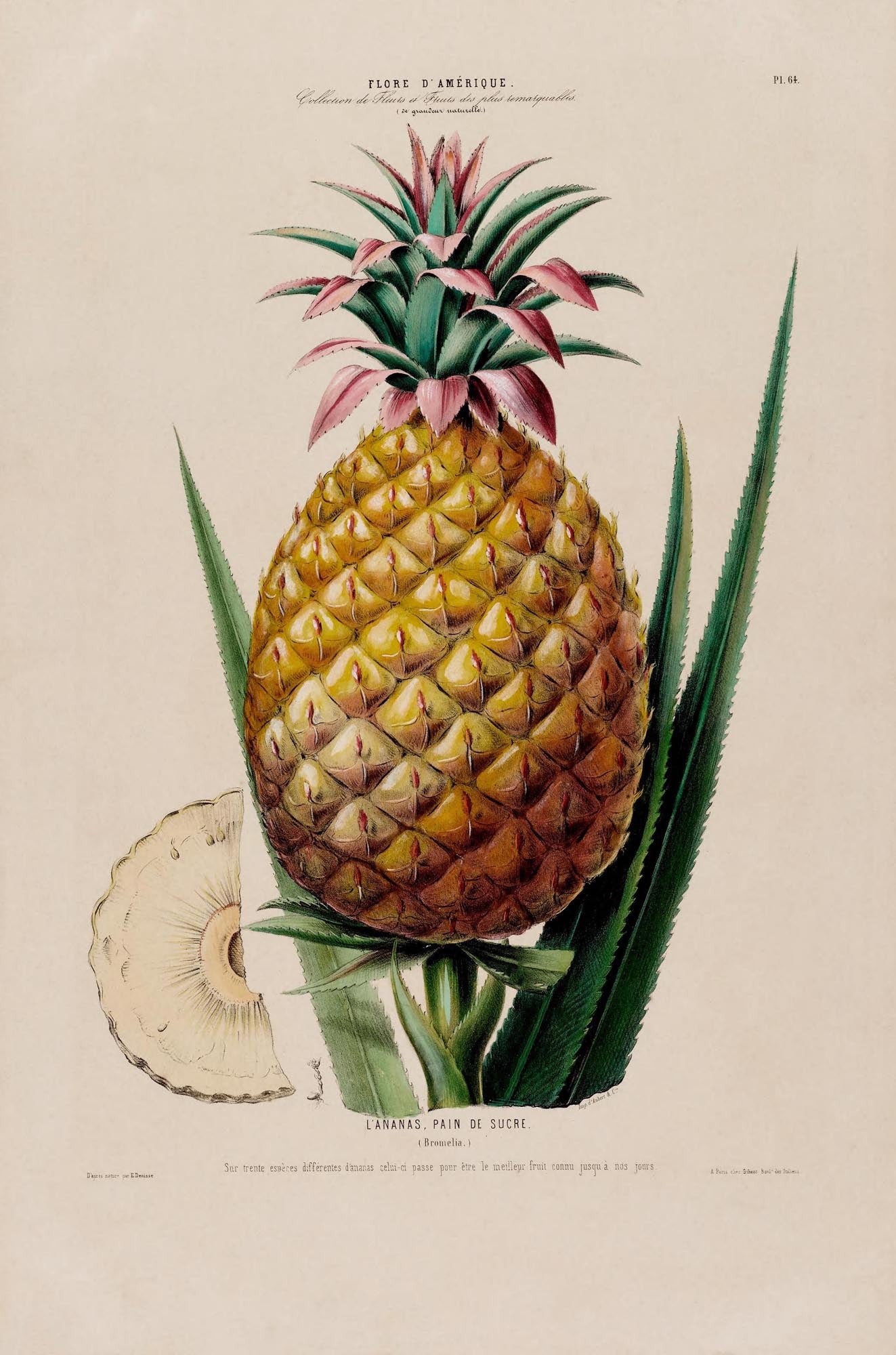 L' anana Pain De Sucre Botanical Poster