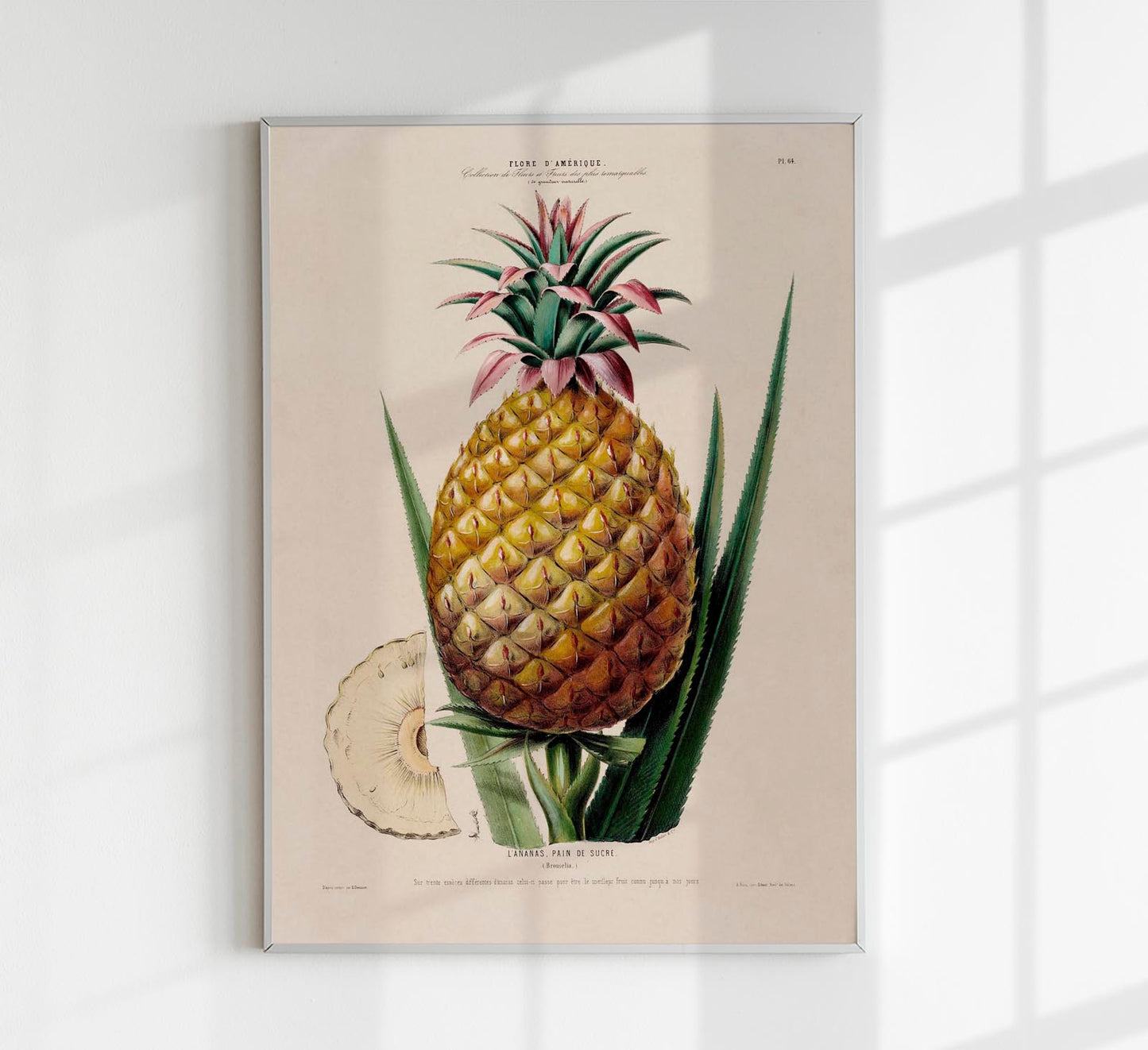 L' anana Pain De Sucre Botanical Poster