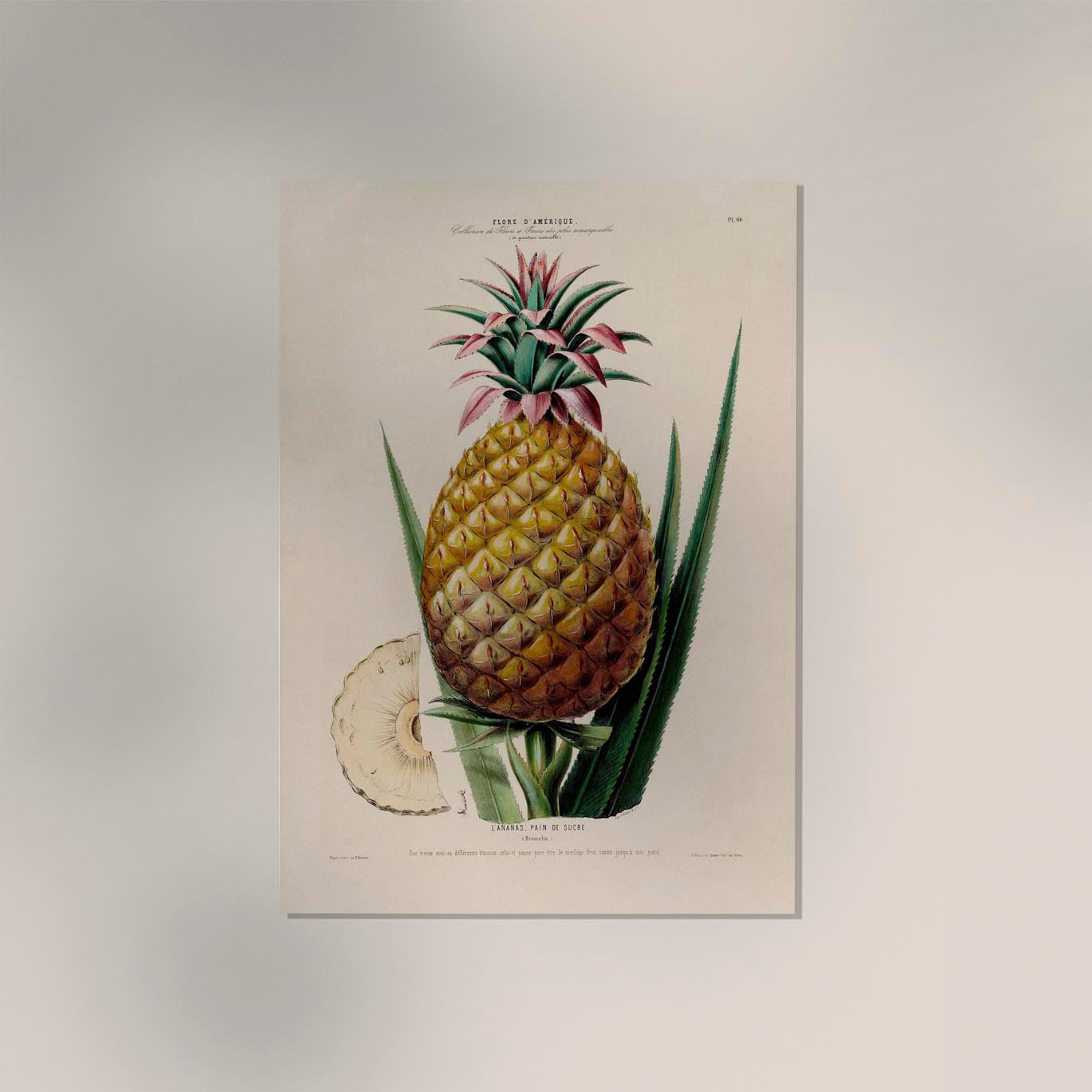 L' anana Pain De Sucre Botanical Poster