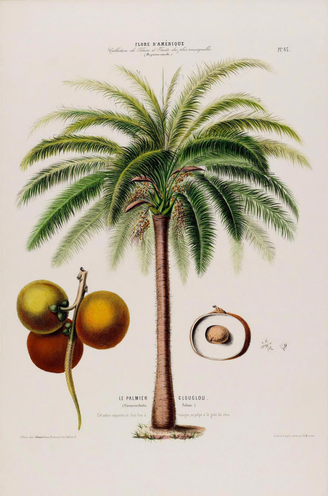 Le Palmier Glouglou Botanical Poster